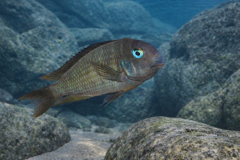 Tropheus annectens 'Bilila (Kavala) Island' (Kongole)